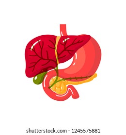 Bile duct of a human.Vector illustration in flat style