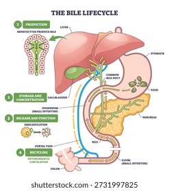 Bile lifecycle brief shows liver, gallbladder, and bile duct stages of production, storage, release, and recycling through the gut. Outline diagram
