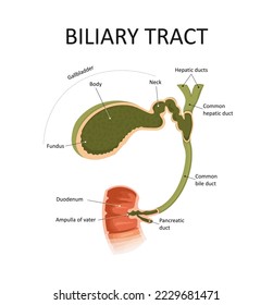 Biliary tract. Gallbladder and bile duct. Medical education illustration