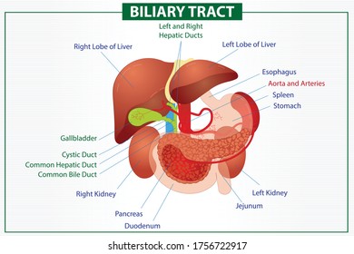 BILIARY TRACT Liver disease human