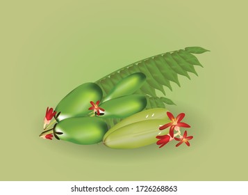 Bilimbing vector,Talingpling, cartoon, vector Bilimbingv have a sour taste. Is a popular picking soft fruit to eat with shrimp paste, sweet fish sauce, salt