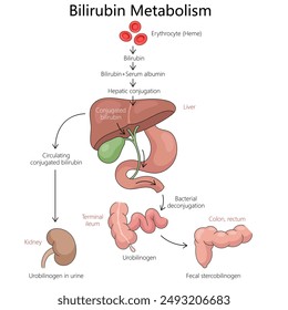 bilirubin metabolism, including erythrocyte breakdown, hepatic conjugation, excretion through kidneys and intestines diagram hand drawn vector illustration. Medical science educational illustration