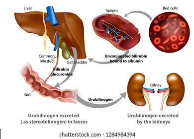 Bilirubin Metabolism. Medical Illustration