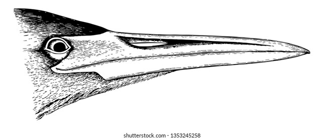 The Bill of a Bittern which is shorter than middle toe and claw vintage line drawing or engraving illustration.