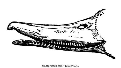 Bill of Gadwall showing the comb like teeth that they are known for, vintage line drawing or engraving illustration.