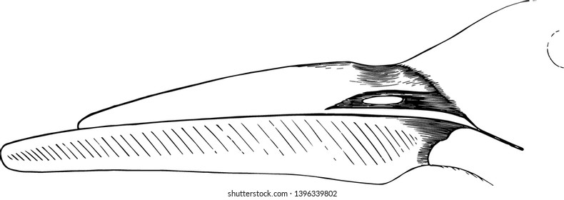 The Bill of a Skimmer where bills of birds that frequently excite our wonder vintage line drawing or engraving illustration.