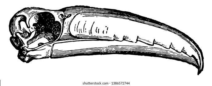 Bill of Toucan which is surrounded by a horny substance, vintage line drawing or engraving illustration.