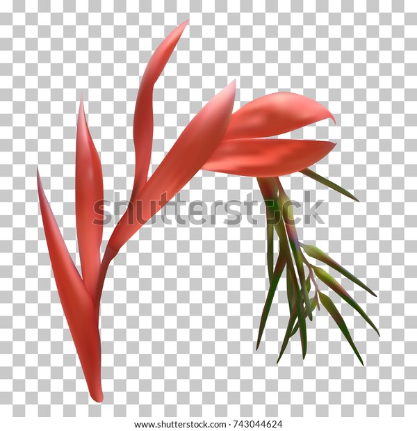 Billbergia Bromelia American Australian Tropical Flower Stock