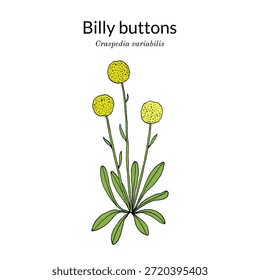 Botões Billy (Craspedia variabilis), planta ornamental. Ilustração vetorial botânica desenhada à mão