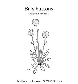 Billy buttons (Craspedia variabilis), ornamental plant. Hand drawn botanical vector illustration
