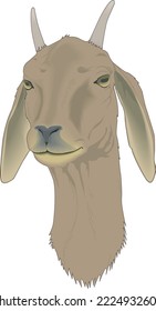 Billy Goat Face Vector Illustration