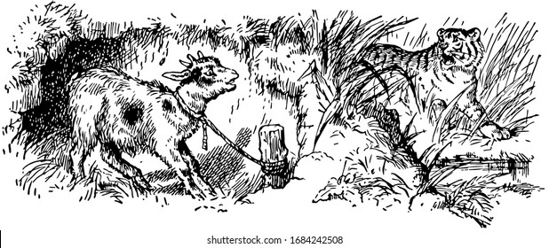 Billy's Had A Lesson, this scene shows a goat tied by rope in farm and tiger looking at goat, goat gets scared, vintage line drawing or engraving illustration