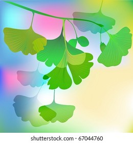 biloba summer tree