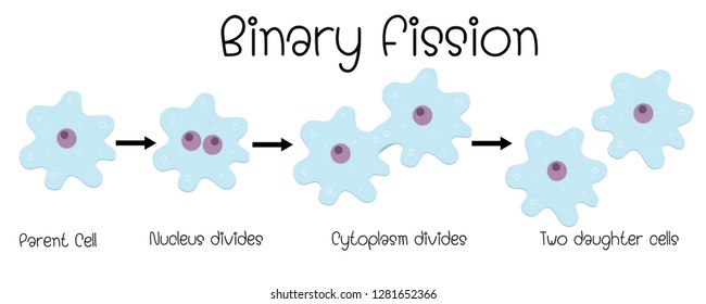 Binary Fission In Amoeba