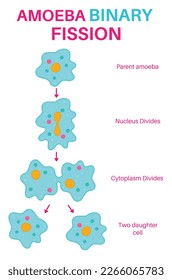 Binary Fission in Amoeba. Asexual reproduction by a separation of the body