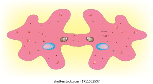 Binary Fission Of Amoeba Microorganism 