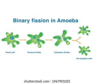 Fisión binaria en ameba. Reproducción por división en ameba.