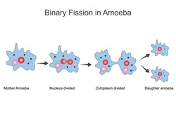 Binary Fission In Amoeba.Unicelluar Animal With Pseudopods That Lives In Fresh Water. Vector Illustration For Medical, Educational And Science Use.