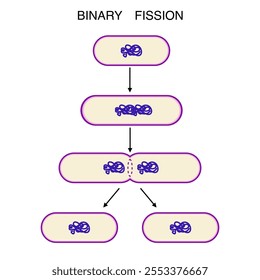 Binary fission of bacteria process illustration.