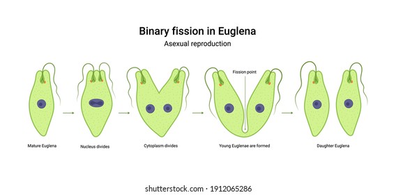 Binary fission in Euglena. Vector educational illustration. Reproduction