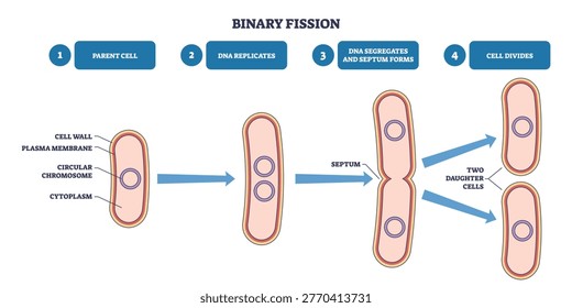 Binary fission outline shows bacterial cell division, parent cell replicates DNA, septum forms, two daughter cells emerge, main objects, chromosome, septum, cells. Outline diagram