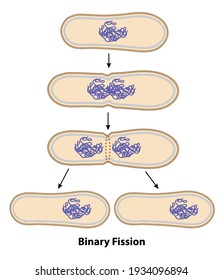 Binary fission process of cell reproduction in the division stages. Diagram of ribosome, cell wall, chromosome copying, and division steps.