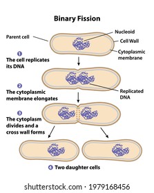 Binary fission process of cell reproduction in the division stages. Diagram of nucleus, parent cell, daughter cells, cytoplasmic membrane, DNA, chromosome copying, and division steps.