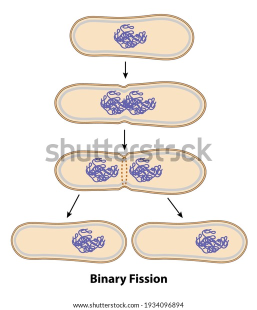 Binary fission process of cell reproduction in the\
division stages. Diagram of ribosome, cell wall, chromosome\
copying, and division\
steps.