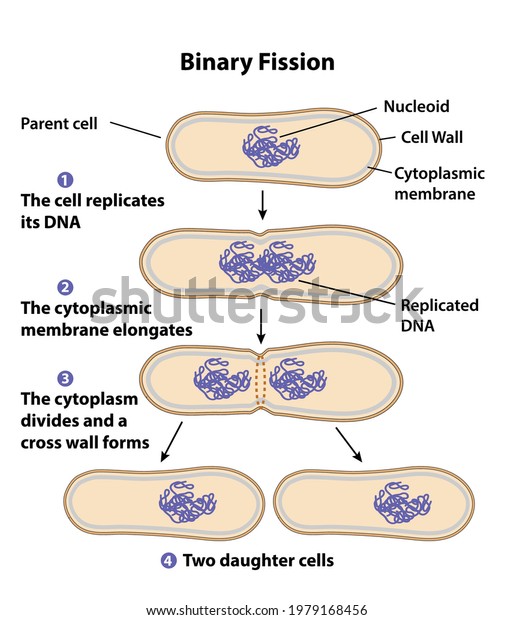 Binary fission process of cell reproduction in the
division stages. Diagram of nucleus, parent cell, daughter cells,
cytoplasmic membrane, DNA, chromosome copying, and division
steps.