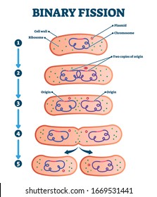 Binary fission process, vector illustration diagram. Labeled cell reproduction division stages scheme. Biology science educational information. Ribosome,cell wall,plasmid and chromosome copying steps.