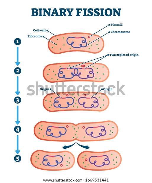 Binary fission process, vector illustration\
diagram. Labeled cell reproduction division stages scheme. Biology\
science educational information. Ribosome,cell wall,plasmid and\
chromosome copying\
steps.