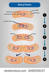 Binary Fission vector and illustration - asexual reproduction by a separation of the body into two new bodies