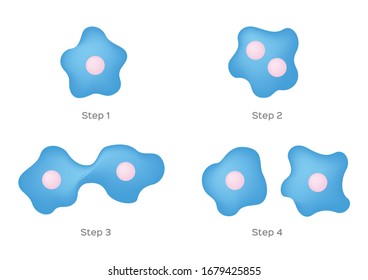 Binary Fission Vector On White Background