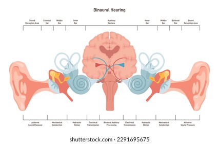 Binaural hearing. Human ability to hear in two ears. Auditory pathways from ear to auditory cortex. Anatomy of the auditory system. Structure of the hearing system. Flat vector illustration svg
