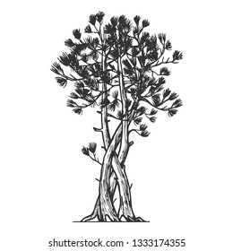Binded pine tree sketch engraving vector illustration. Scratch board style imitation. Hand drawn image.