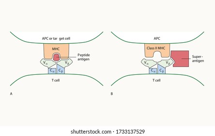 Binding of antigen by MHC and T-cell receptor. Medical microbiology, Biology lesson shapes