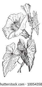 Bindweed or Convolvulus sp., vintage engraved illustration. Dictionary of Words and Things - Larive and Fleury - 1895