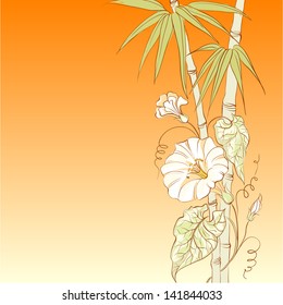 Bindweed flower and bamboo on orange background. Vector illustration.