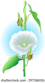 Bindweed, a flower and buds. Vector illustration.