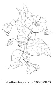 Bindweed flower drawing on white background