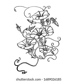 bindweed flower, hand drawing vector illustration isolated on white background