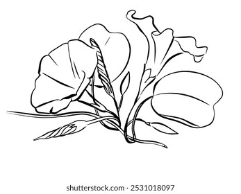 Ipomoea de flor de ligadura. Planta de escalada, mão desenhada preto no fundo branco. Glória matinal para têxteis, papéis de parede, impressão, páginas da web, banners, cartões