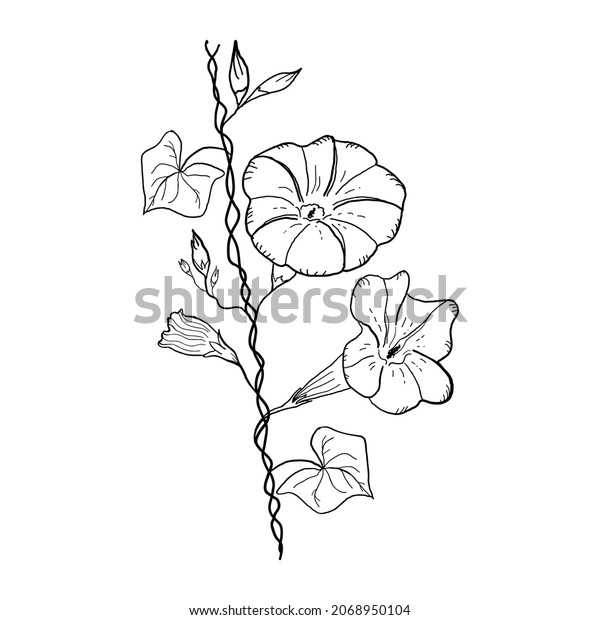 Bindweed flower Ipomoea. Climbing
plant, hand drawn black on white background. Morning glory for
textile, wallpapers, print, web pages, banners,
cards