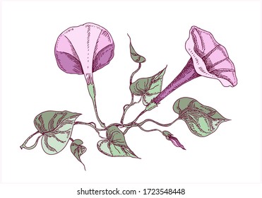 Bindweed Flowers. Hand Drawn Floral Illustration.