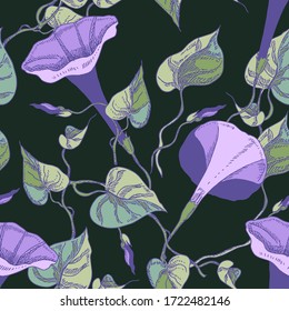 Bindweed Flowers Seamless Pattern. Hand Drawn Floral Background.
