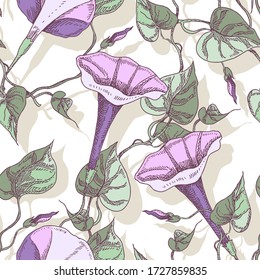 Bindweed Flowers Seamless Pattern. Hand Drawn Floral Background.