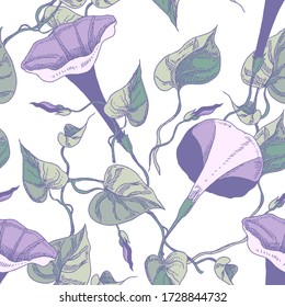 Bindweed Flowers Seamless Pattern. Hand Drawn Floral Background.