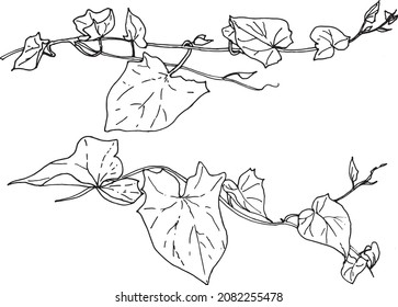 Bindweed liseron  Hand drawn hibiscus and bindweed flowers isolated on white background. Monochrome floral set in vintage style. 