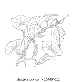 Bindweed. Sketch black and white.Vector illustration