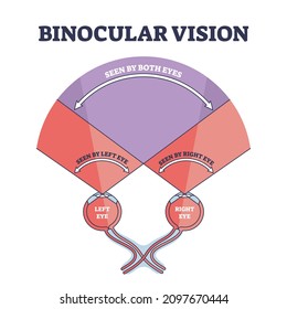 Binocular vision type explanation with right and left eye sight outline diagram. Labeled educational optic principle model with anatomical example how we see objects and image vector illustration.